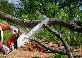 Best Fruit Tree Pruning  in Saginaw, MI