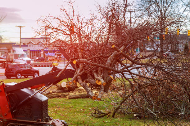 How Our Tree Care Process Works  in  Saginaw, MI